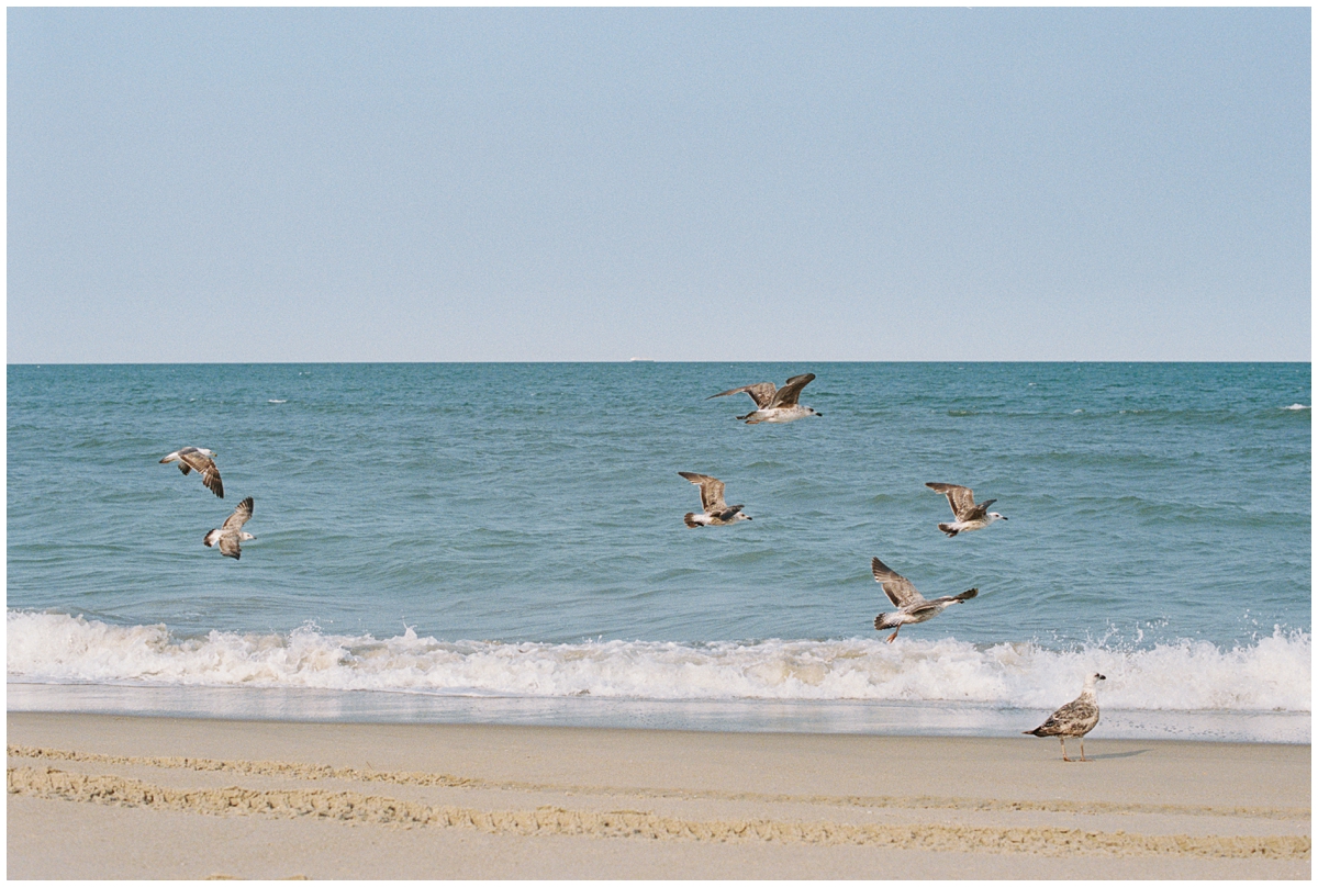 Seagulls flying over the surf at Virginia Beach